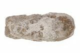 Permian Eryops Fossil Phalanx Bone - Texas #218720-1
